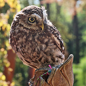 Steinkauz (Athene noctua)