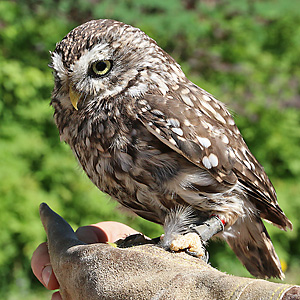 Steinkauz (Athene noctua)