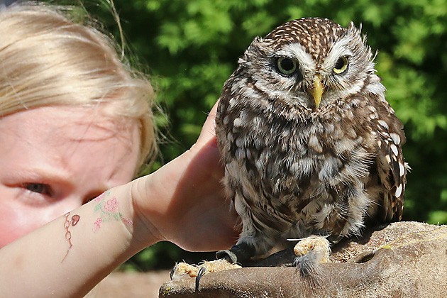 Steinkauz (Athene noctua)