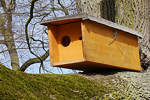 Steinkauz-Nistkasten