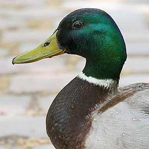 Vogelarten Stockente Anas Platyrhynchos