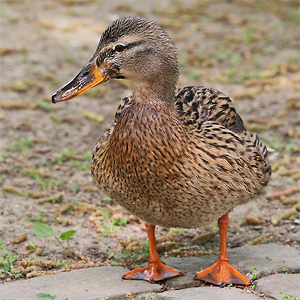 Vogelarten Stockente Anas Platyrhynchos