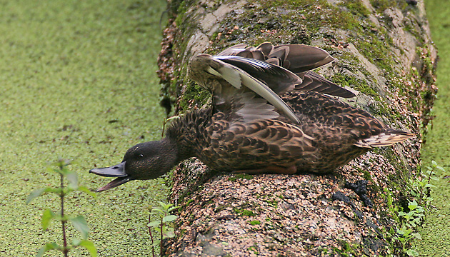 Stockente, W + 10 K.