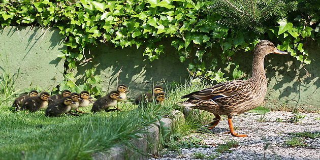 Stockente, W + 10 K.