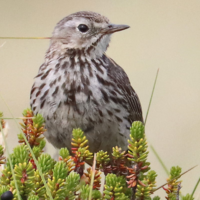 Wiesenpieper