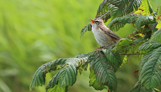 Schilfrohrsänger (Acrocephalus schoenobaenus, 17.7.2024) Schilfrohrsänger