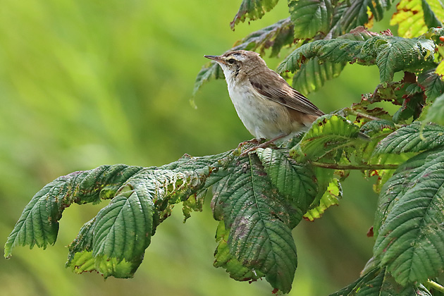 Schilfrohrsänger (Acrocephalus schoenobaenus) Schilfrohrsänger