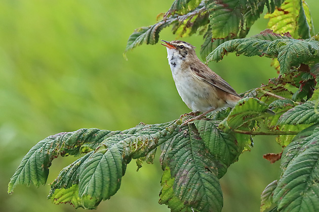 Schilfrohrsänger (Acrocephalus schoenobaenus) Schilfrohrsänger