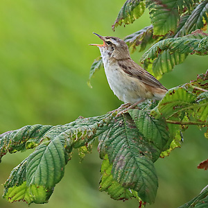 Schilfrohrsänger (Acrocephalus schoenobaenus) Schilfrohrsänger