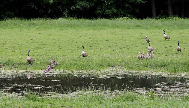 Kanadag&auml;nse mit K&uuml;ken