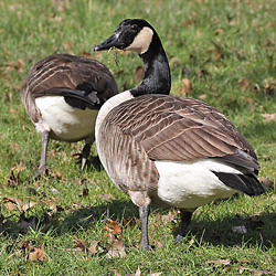 Kanadag&auml;nse, WM