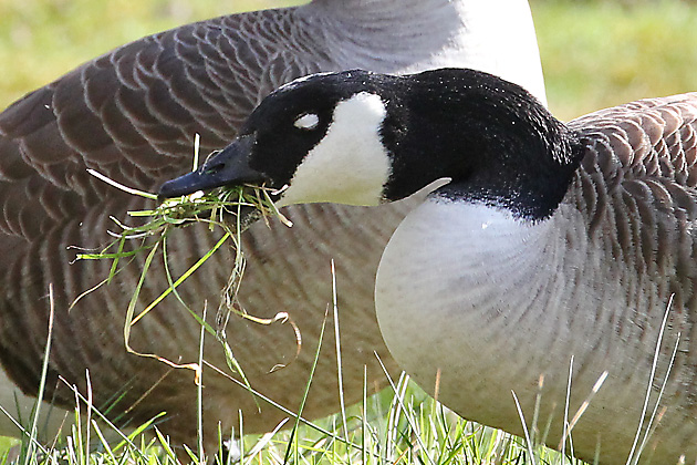 &Auml;sende Kanadagans, W