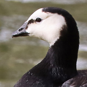 Wei&szlig;wangengans, Nonnengans