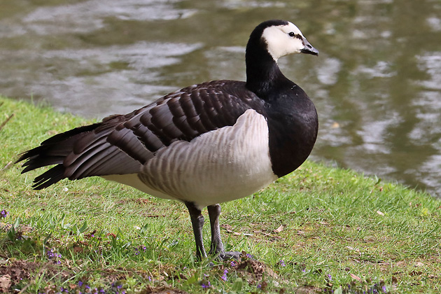 Wei&szlig;wangengans, Nonnengans