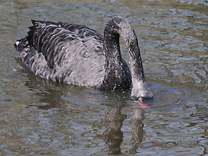 Trauerschwan gr&uuml;ndelnd 1