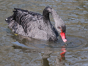 Trauerschwan gr&uuml;ndelnd 2