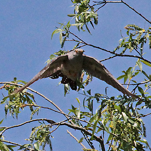 Kuckuck (Cuculus canorus), M.