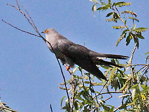 Kuckuck (Cuculus canorus), M.