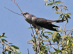 Kuckuck (Cuculus canorus), M.