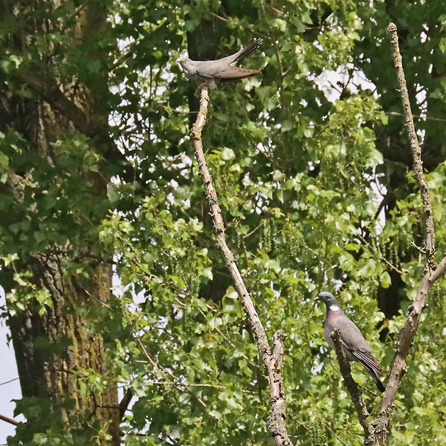 Kuckuck (Cuculus canorus), M.