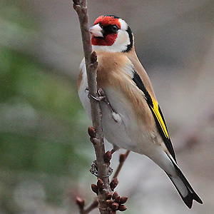 Stieglitz, Distelfink