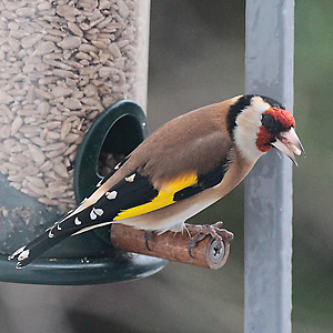 Stieglitz, Distelfink