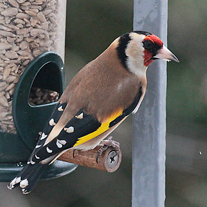 Stieglitz, Distelfink