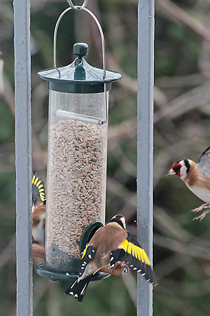 Stieglitz, Distelfink