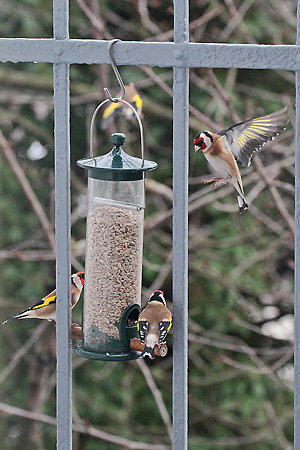 Stieglitz, Distelfink