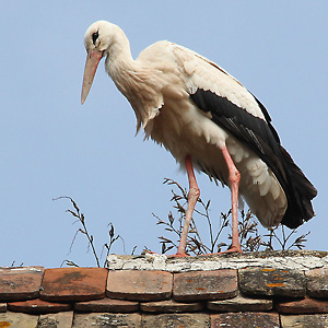 Weißstorch (Ciconia ciconia) – Elsaß (F), 31.03.2013 Weißstorch
