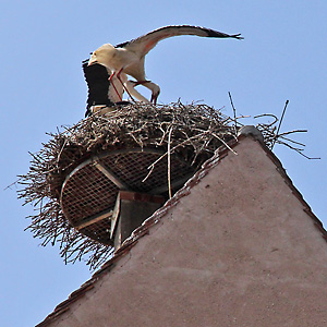 Wei&szlig;storch-Paarung