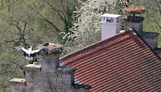 Wei&szlig;storch-Paar