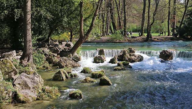 Wasseramsel (Cinclus cinclus)