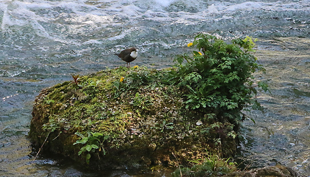 Wasseramsel (Cinclus cinclus)