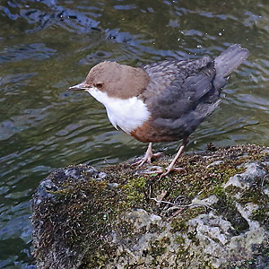 Wasseramsel