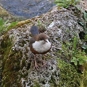 Eurasische Wasseramsel