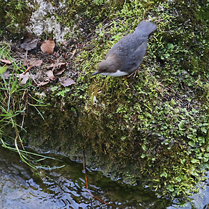 Eurasische Wasseramsel