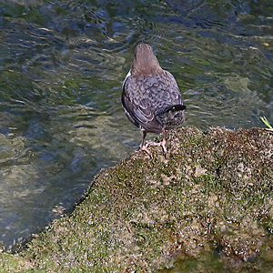 Eurasische Wasseramsel