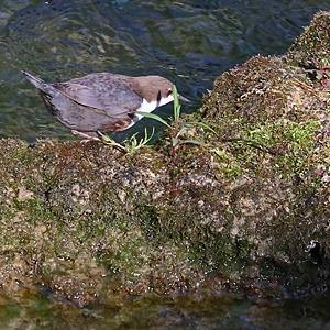 Eurasische Wasseramsel