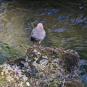 Springende Wasseramsel