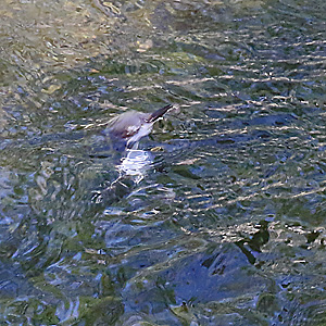 Auftauchende Wasseramsel