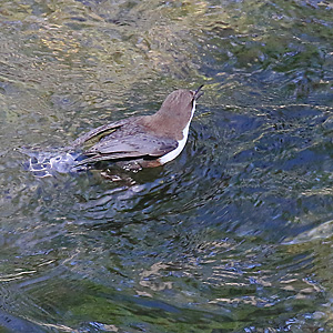 Schwimmende Wasseramsel