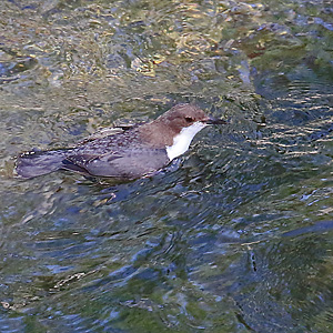 Schwimmende Wasseramsel