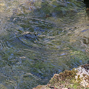 Wasseramsel vor dem Auftauchen