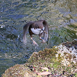 Wasseramsel: Sprung aus dem Wasser