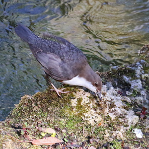 Wasseramsel: Verzehr der Beute