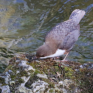 Wasseramsel: Verzehr der Beute