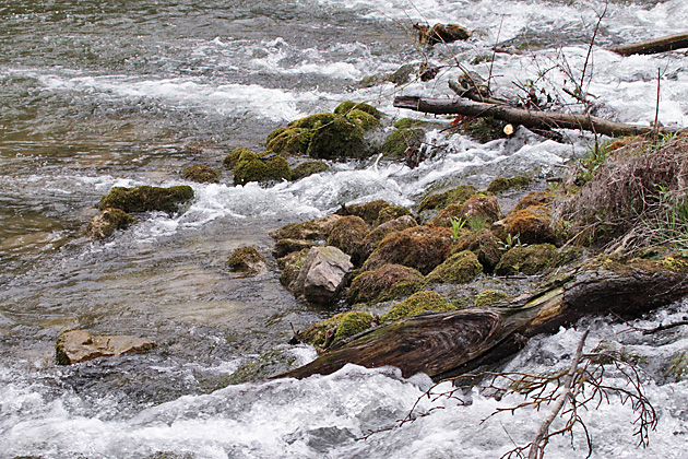 Wasseramsel-Habitat