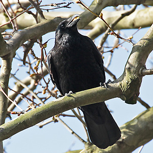 Aas-, Rabenkr&auml;he