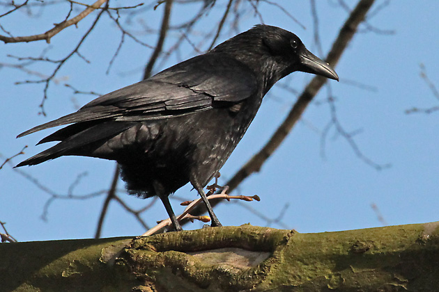 Aas-, Rabenkr&auml;he